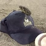 A toad sitting on top of a blue Dundas little league baseball hat